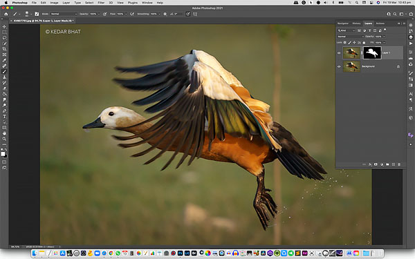 Photoshop for Wildlife Photographers