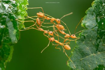 Weaver ants bridge